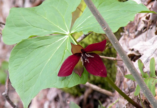 Purple Trillium